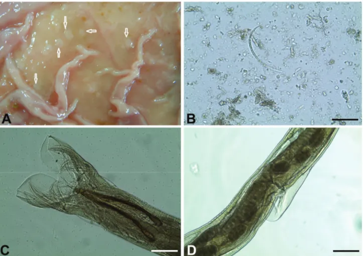 Şekil 1. Koyun abomasumunda teladorsagiosis: A) Fundus bölgesinde makroskopik parazit nodülleri B) Teladorsagia spp