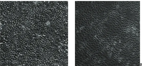 Şekil 2. Kontrol grubu MDCK hücrelerinin (A) ve 0,001 M COM eklenmiş MDCK hücrelerinin (B) faz kontrast mikroskobik  görüntüleri (x40)
