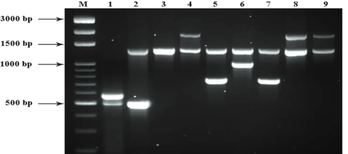 Figure 1. The results of Enhanced AMOS-ERY PCR. M. Marker, 1,2,3,5 and 6. Positive control strains: 1