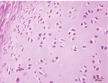 Figure 4: Apperance of normal chondrocytes. HE., Bar: 20 μm.  Şekil 4: Normal kondrositlerin görünümü