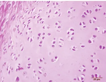 Figure 4: Apperance of normal chondrocytes. HE., Bar: 20 μm.  Şekil 4: Normal kondrositlerin görünümü