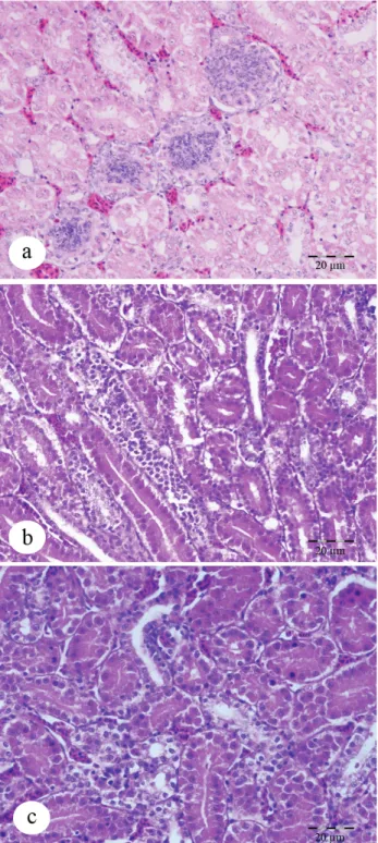 Şekil 4: Immunohistokimyasal boyama; karaciğer hepatosit  hücrelerinde HSP-70 sekresyonu; a