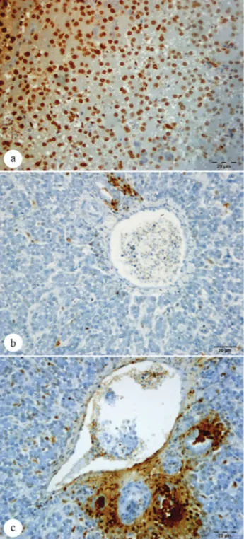 Şekil 6: Tunel boyama; karaciğer hepatositlerinde apoptosis; a.  Yoğun (sıcaklık stresi uygulanan grup),  Bar: 20 μm