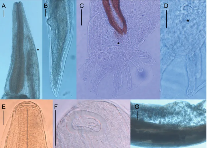 Figure 1.  D.capreolus,  A.  Anterior end; B. Female, posterior end; C. Male, heart shaped bursa copulatrix, D
