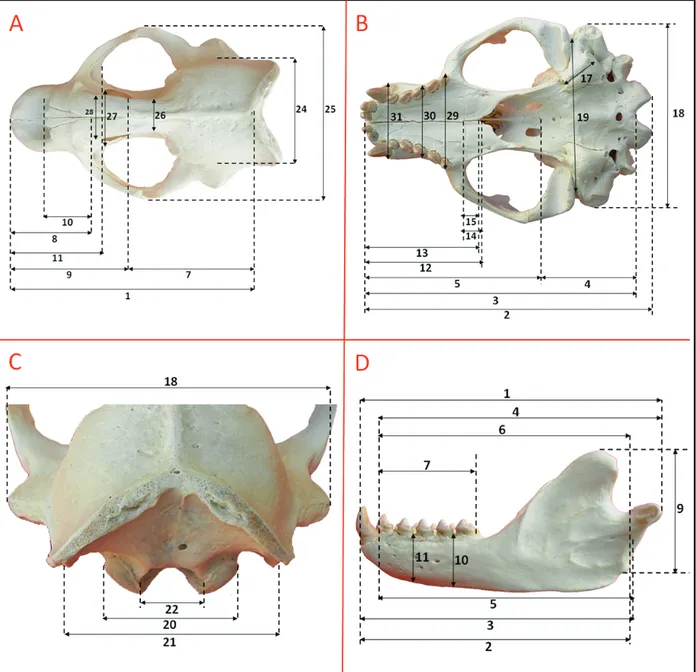 Figure 1. Landmarks for the measurements of the Mediterranean monk seal’s cranium (Parameter numbers shown on Figure 1 were  detailed in the text), A