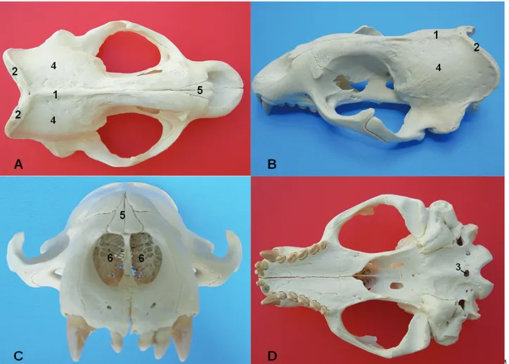 Figure 2. View of the Mediterranean monk seal’s cranium, A. Dorsal, B. Lateral, C. Cranial, D