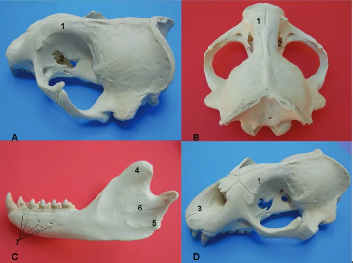Figure 3. View of the Mediterranean monk seal’s cranium and mandible, A. Caudolateral, B
