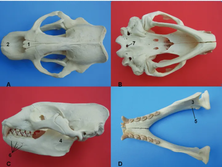 Figure 4. View of the Mediterranean monk seal’s cranium (with mandible) and mandible, A