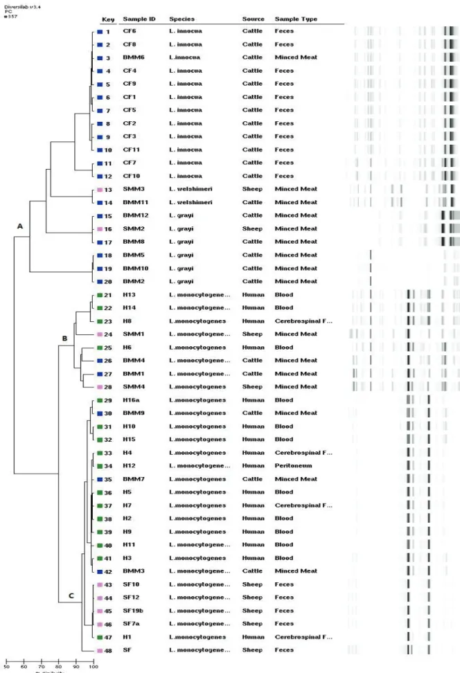 Figure 1: Rep-PCR based dendrogram and virtual gel image fingerprints obtained from 48 Listeria strains isolated from different  sources 