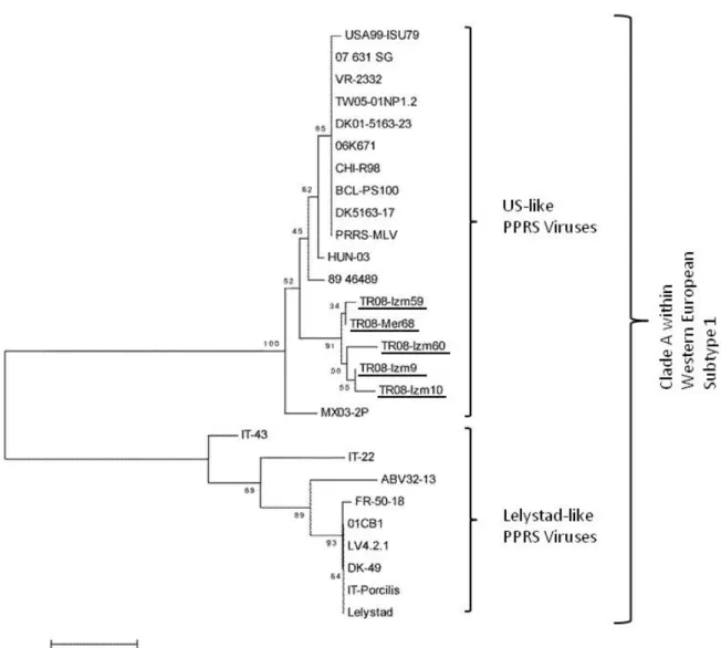 Figure 1. The evolutionary history of Turkish PRRSV isolates indicated as underlined was inferred using the Minimum Evolution  method (TR08-Izm9, TR08-Izm10, TR08-Izm59, TR08-Izm60 and TR08-Mer68) in a stretch of nucleotides of the gene coding for  the nuc