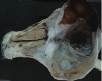 Figure 2.View of the cranium from dorsaly.  Resim 2. Cranium’un dorsal’den görünümü. 