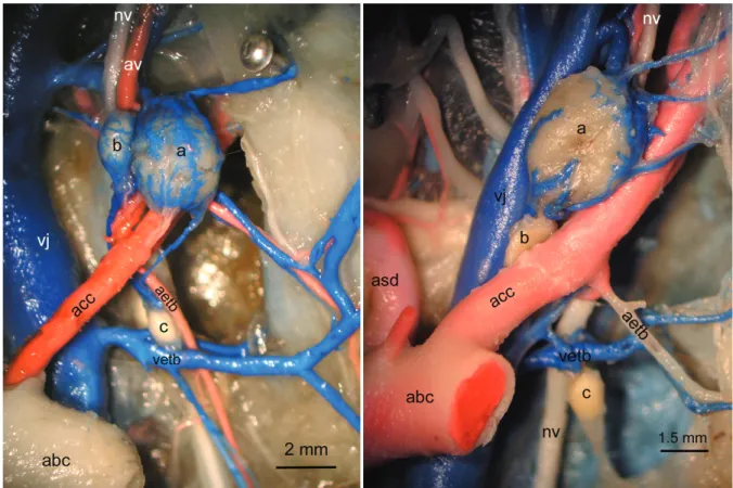 Figure 1: Right view of the thyroid gland, parathyroid gland and ultimobranchial gland in long-legged buzzard  Şekil 1: Kızıl şahinde gl