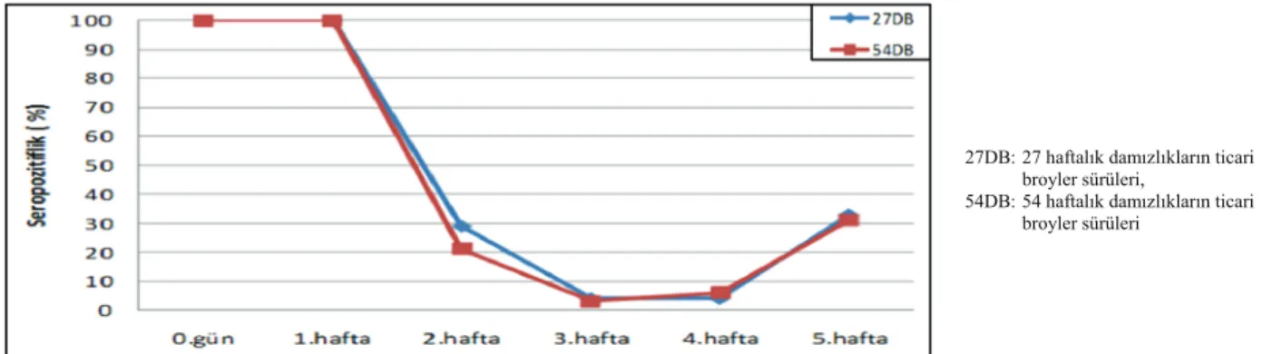 Tablo 5.  Protective mean antibody titers of vaccinated  and non vaccinated broiler breeders flock 