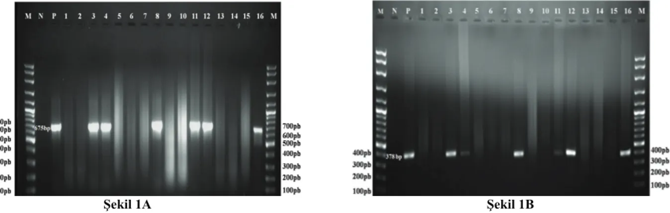 Şekil 1. Aşılı 27 ve 54 haftalık damızlıkların 4 ve 5 haftalık ticari broyler sürülerinin doku örneklerinde A) CAV VP1 (675bp) ve B)  CAV VP2 (378bp) gen varlığı