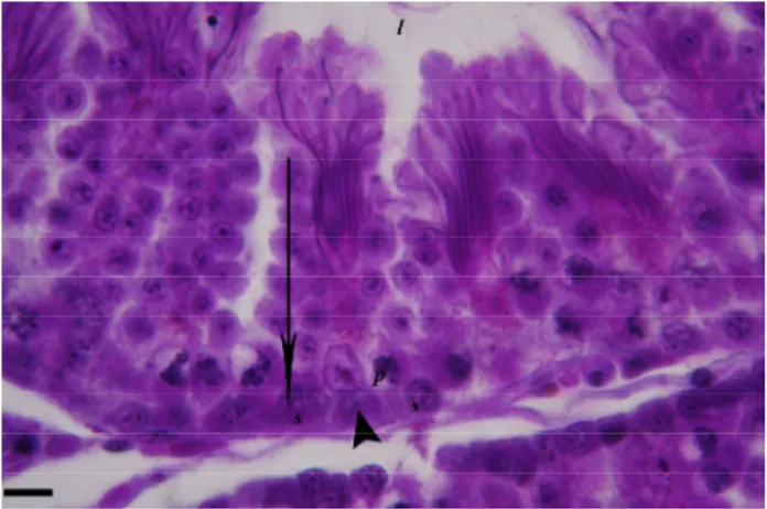 Şekil 2: Seminifer tubulde spermatogenik hücreler ve Sertoli  hücresi görülmektedir. l: lumen, s: spermatogonyum, p: primer  spermatosit, ok başı: Sertoli hücresi, ok: spermatojenik hücre  sütunu