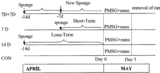Figure 1. Schematic presentation of the study groups  Şekil 1. Çalışma gruplarının şematik gösterimi 