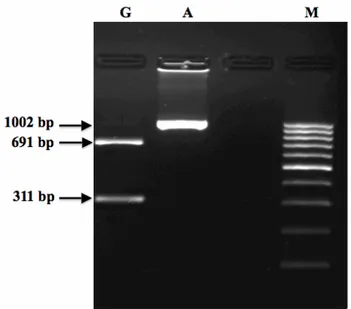 Figure 5.  The PCR-RFLP analysis for typing Haplogroup G.  Lane G is Haplogroup G, Lane A is Haplogroup A and Lane M  is 100bp DNA ladder (MBI Fermentas)