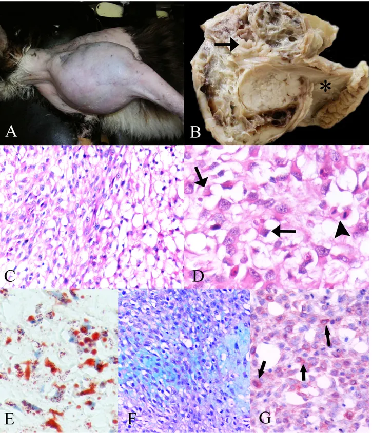 Figure 1. A) The proximal region of the left humerus of cat before the surgery. B) Tan to white, multilobulated mass which contains  wide hemorrhage and necrotic foci in the cross section of the tumor with humerus (arrow), (* scapula)