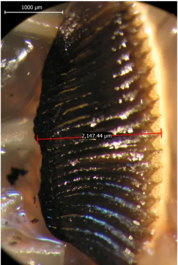 Figure 1. The left pecten oculi of the quail.  Şekil 1. Bıldırcının sol pecten oculi’si