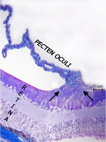 Table 3. Intergroup analyses of the pecten oculi  Tablo 3. Pecten oculi’ye ait gruplar arası analizler 