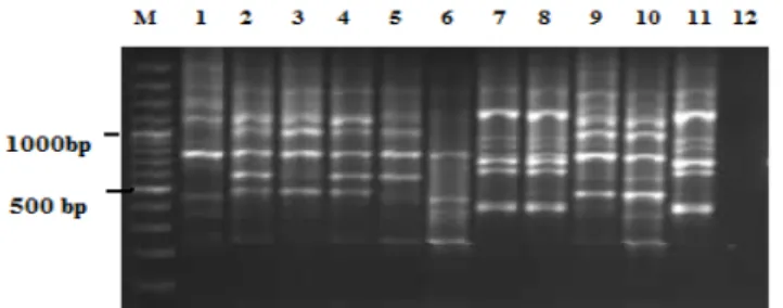 Şekil 2. E. faecium suşlarının RAPD-PCR bant paternleri. M:  marker (100 bp DNA ladder plus, Fermentas) 1-11