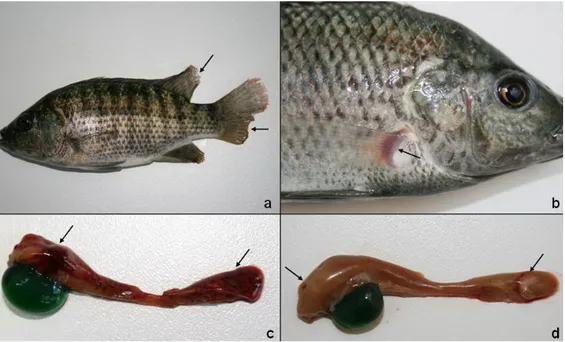 Figure 1. a. Darkness in skin with fin rot in caudal and dorsal fins (E4, arrows).   b
