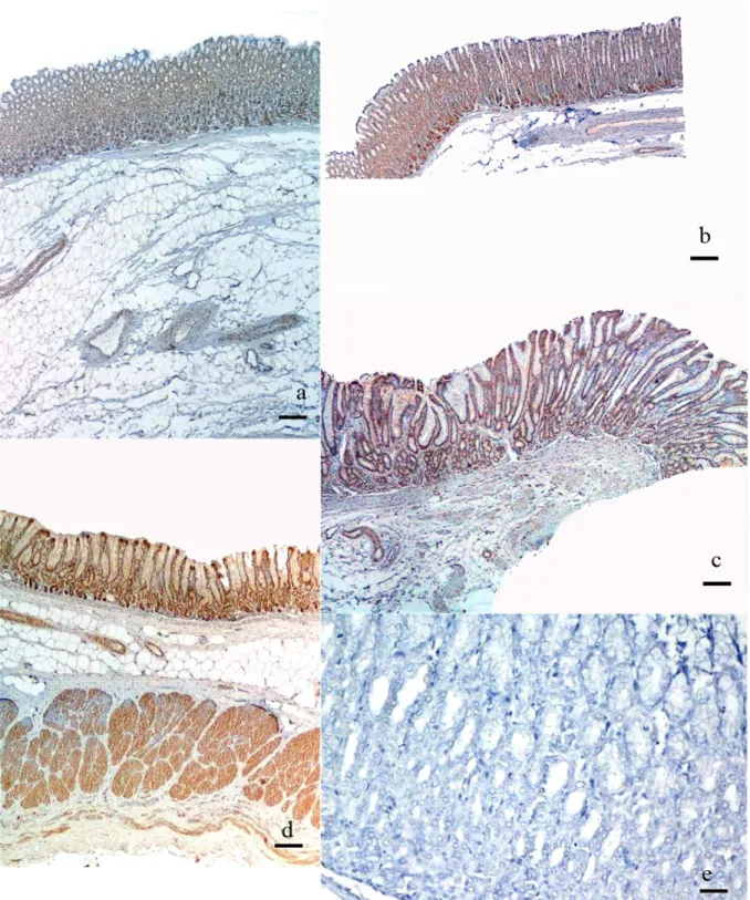 Figure 1.  a, b, c, d. General view of cardia, fundus, proximal pylorus, and distal pylorus regions, Bar 350 µm, e