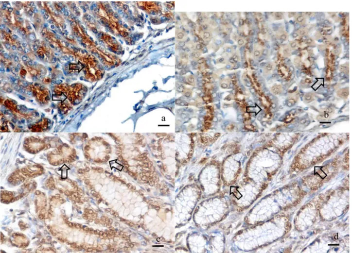 Figure 2.  a, b ,c, d.  Ghrelin immunopositive reaction in cardia, fundus, proximal  pylorus and distal pylorus regions, Arrows, Bar   35µm 