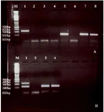 Figure 1: A. M: Marker (100bp DNA ladder, MBI Fermentas,  Vilnius, Lithuania), 1: N. apis positive control, 2: Negative  control (distilled water), 3: 2007 isolate, 4: 2008 isolate, 5: N