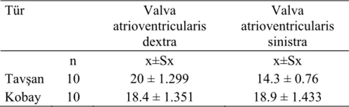 Tablo 1. Valva atrioventricularis dextra ve valva atrioventricularis  sinistra’ya tutunan toplam chordae tendineae sayısının istatistik  değerleri 