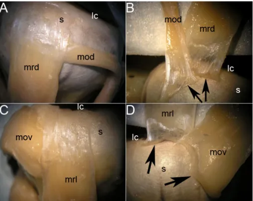 Şekil 1. Karacada mm. obliqui ve mm. recti arasındaki ilişki. (A) M. rectus dorsalis (mrd) ve m