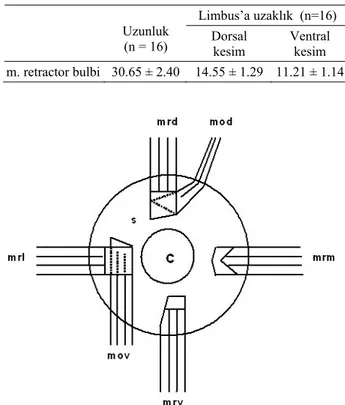 Tablo 1. Karacada göz kaslarına ait morfometrik ölçümler (mm,  ortalama ± Standart sapma) (m