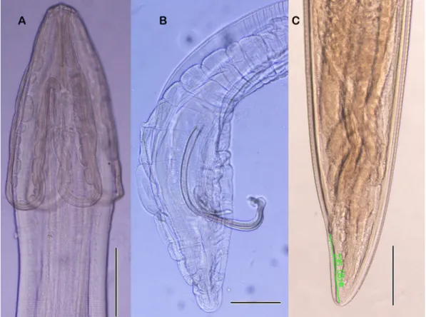 Figure 2. D. Posterior end of male and post anal papillae, E. Tricuspid cervical papilla (Scale bar 50 µm)  Şekil 2