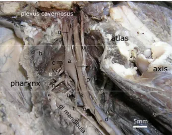 Figure 1: Medial view of cranial cervical ganglion in roe deer.  a) cranial cervical ganglion, b) medial retropharyngeal lymph  node, c) levator veli palatini muscle, d) common carotid artery,  e) ascending pharyngeal artery, f) internal carotid artery, g)