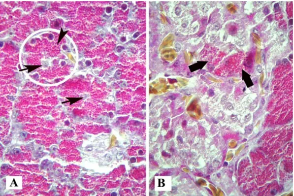 Figure 2. Micrograph of acinus cells, 2A: acinus (encircled), centro-acinar cells (arrows), zymogene granules (arrow head)