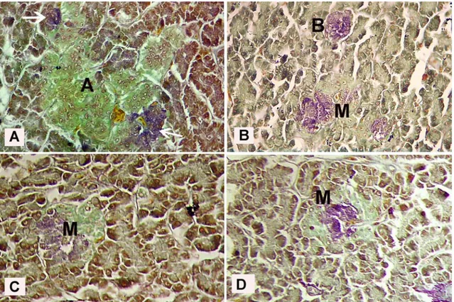 Figure 4. Identification of endocrine islets in falcons by histochemistry. Alpha islet (A), beta islet (B), mixed islet (M), beta cells in  alpha islet (arrows)