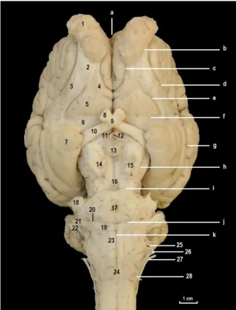 Figure 4. View of encephalon from median axis in donkey.   Şekil 4. Merkepte encephalon’un median hat üzerinden  görü-nümü