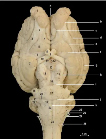 Figure 4. View of encephalon from median axis in donkey.   Şekil 4. Merkepte encephalon’un median hat üzerinden  görü-nümü