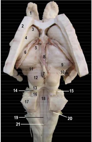 Figure 7. View of brainstem from dorsally in donkey.   Şekil 7. Merkepte beyin kökünün dorsal’den görünümü