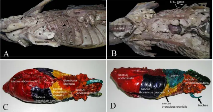 Figure 3: Left lateral (A), Ventral (B-C), Right lateral (D) view of the sacci pneumatici  