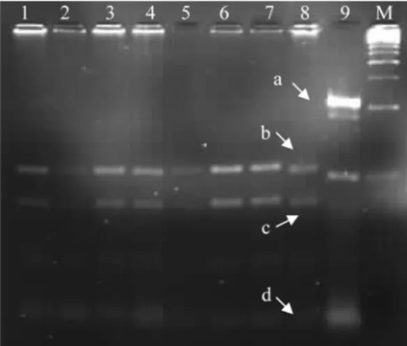 Şekil 1. PCR ürünü ve AvaI restriksiyon enzimi ile  kesilmesinden elde edilen DNA parçalarının % 4’lük NuSieve  agaroz jel elektroforezi (1-8