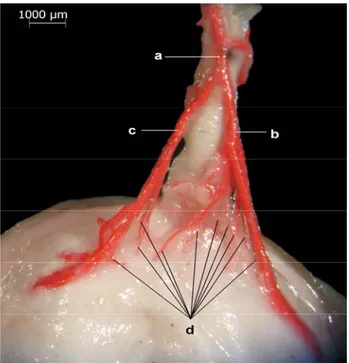 Şekil 1. Ventral yüzeyin görünümü, a- Aa. ciliares posteriores  longae, b- a. ciliaris posterioris longa medialis,c- a