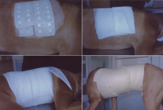 Figure 1: Application of patch test in dogs  Şekil 1. Köpeklerde yama testinin uygulanması 