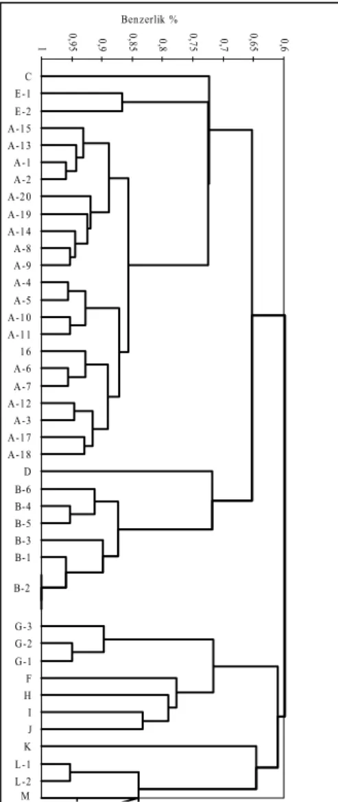 Şekil 2. S. aureus izolatlarının oluşturduğu gruplara ait dendogram  Figüre 2. Dendogram analysis of S