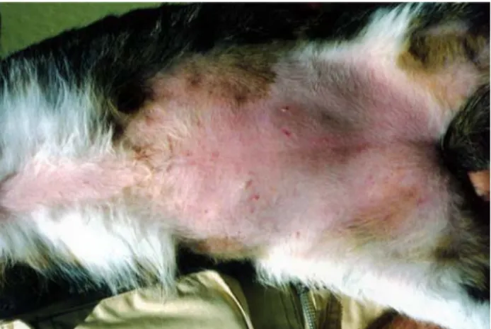 Figure 1. Extensive symmetrical alopecia on the ventral body  surfaces caused by excessive grooming