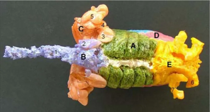 Şekil 1. Kızıl Şahin’de hava keselerinin sağ yandan görünümü.  A- akciğerler, B- saccus cervicalis, C- saccus clavicularis,       D- saccus thoracicus cranialis, E- saccus thoracicus caudalis,   F- saccus abdominalis, 1- diverticula vertebralia, 2- diverti