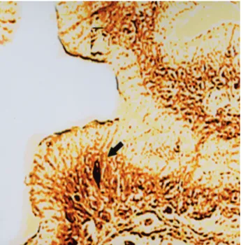 Tablo 3 Prenatal ve postnatal dönemlerde Gallus gallus  domestica’nın bezli ve taşlı midesindeki glukagon  immunoreaktif hücrelerin dağılımları