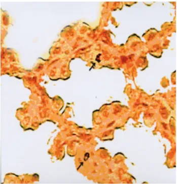 Figure 2. Somatostatin-14 immunoreactive cells, glandular  epithelium, proventriculus a-week-old chick