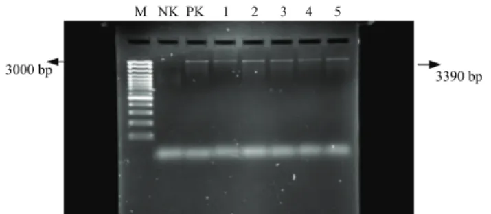 Figure 1. Dermatophyte PCR results. M. Gene ruler DNA  ladder (Fermantas, Litvanya). PK