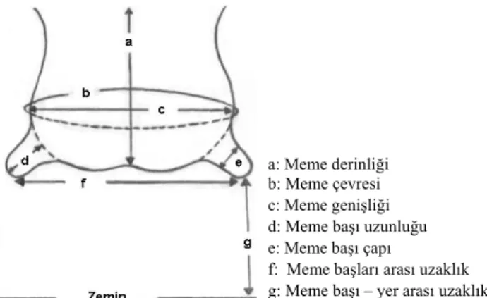 Şekil 1. Meme ve meme başına ait ölçüler 